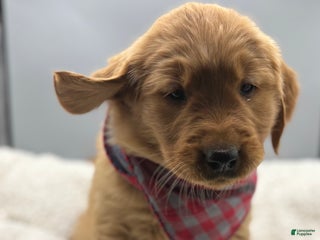 Golden Retriever dogs for sale: Golden Retriever Puppy - Star - Ad 2