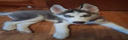 Siberian Husky dogs for sale: Siberian Husky 1 - Ad 1