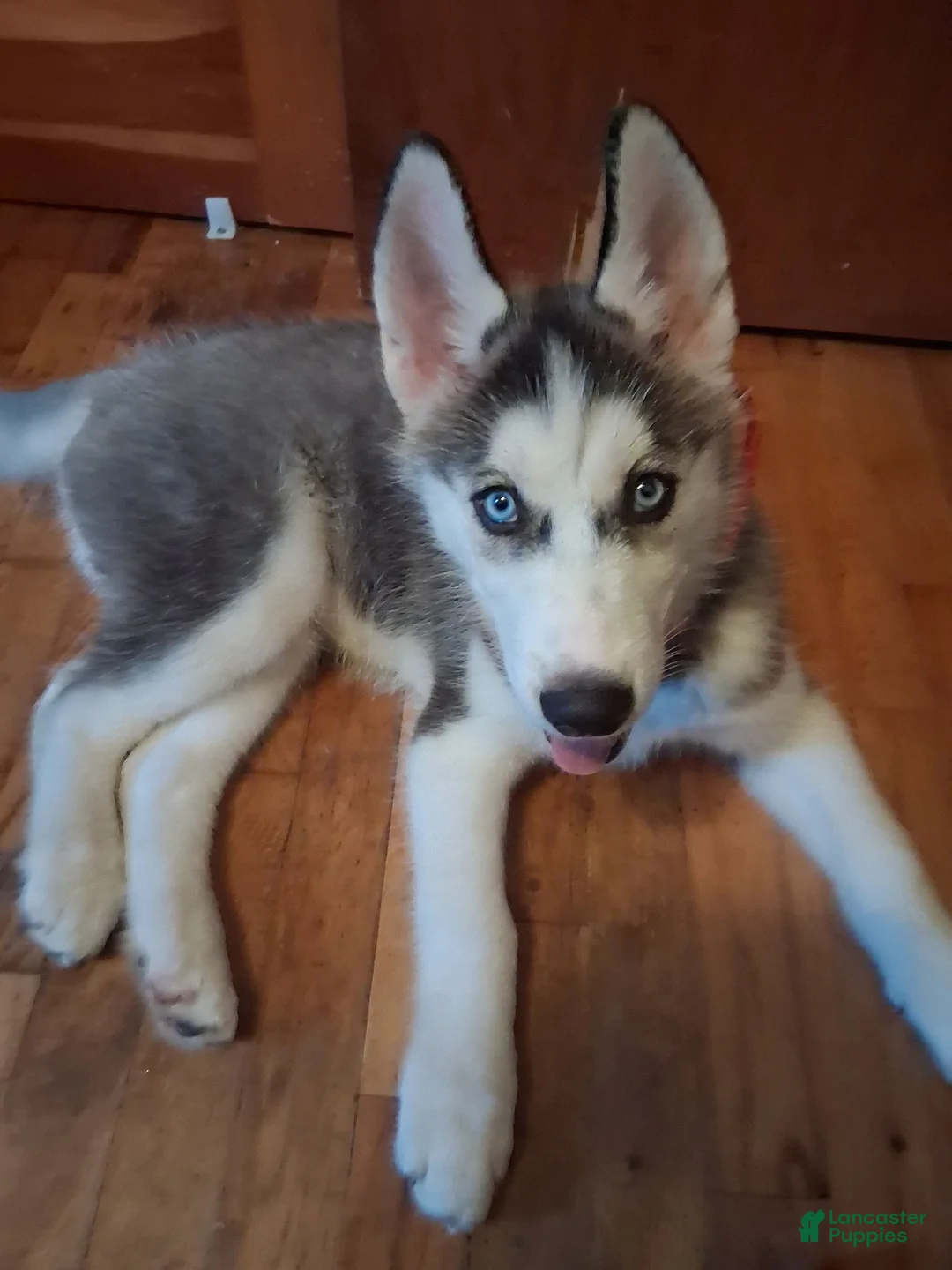 Siberian Husky dogs for sale: Siberian Husky 1 - Ad 1
