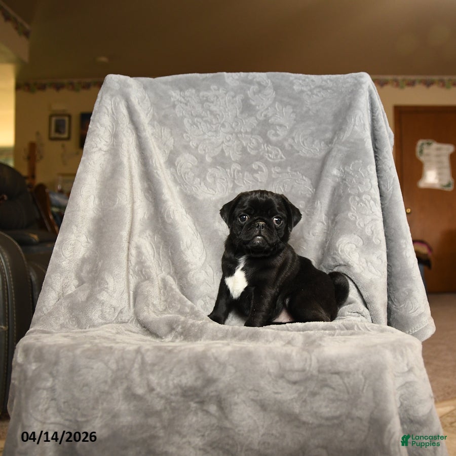 Pug dogs Suzy - Ad 1