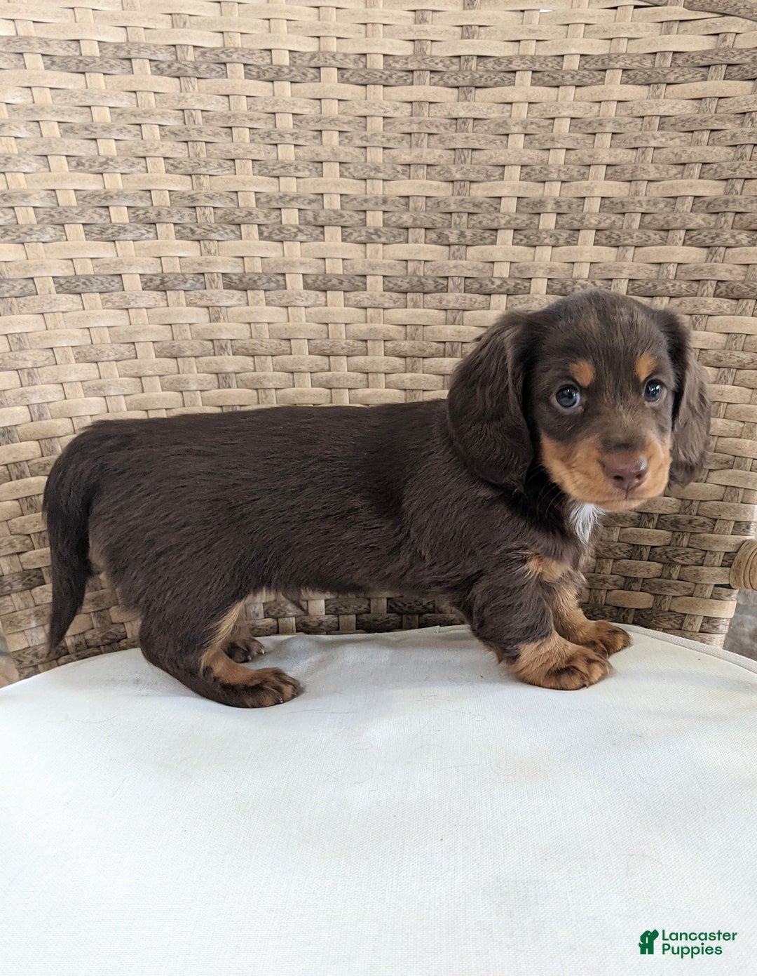 Miniature Dachshund dogs for sale: Coco - Ad 4