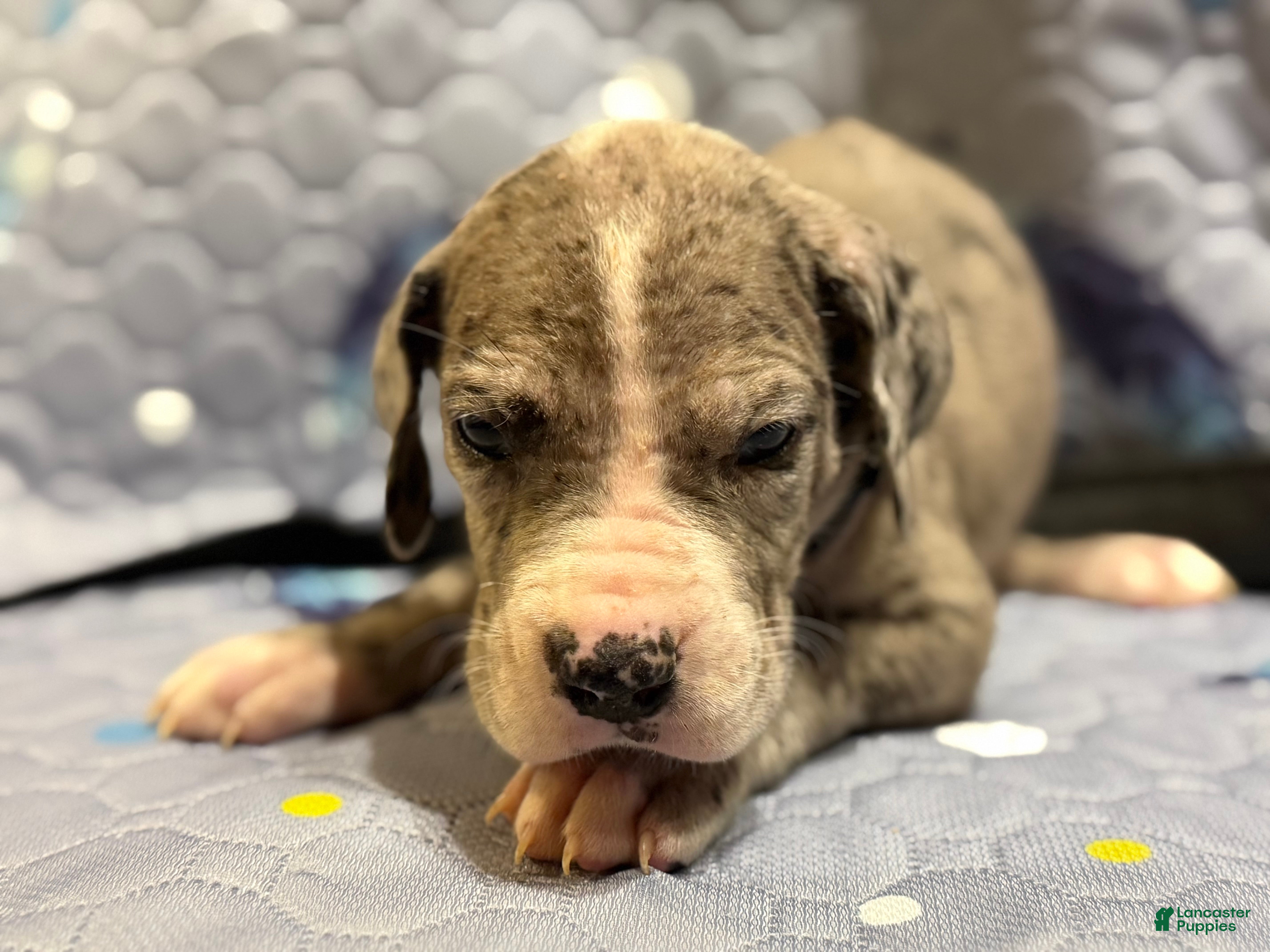 Great Dane dogs Stewart - Ad 20