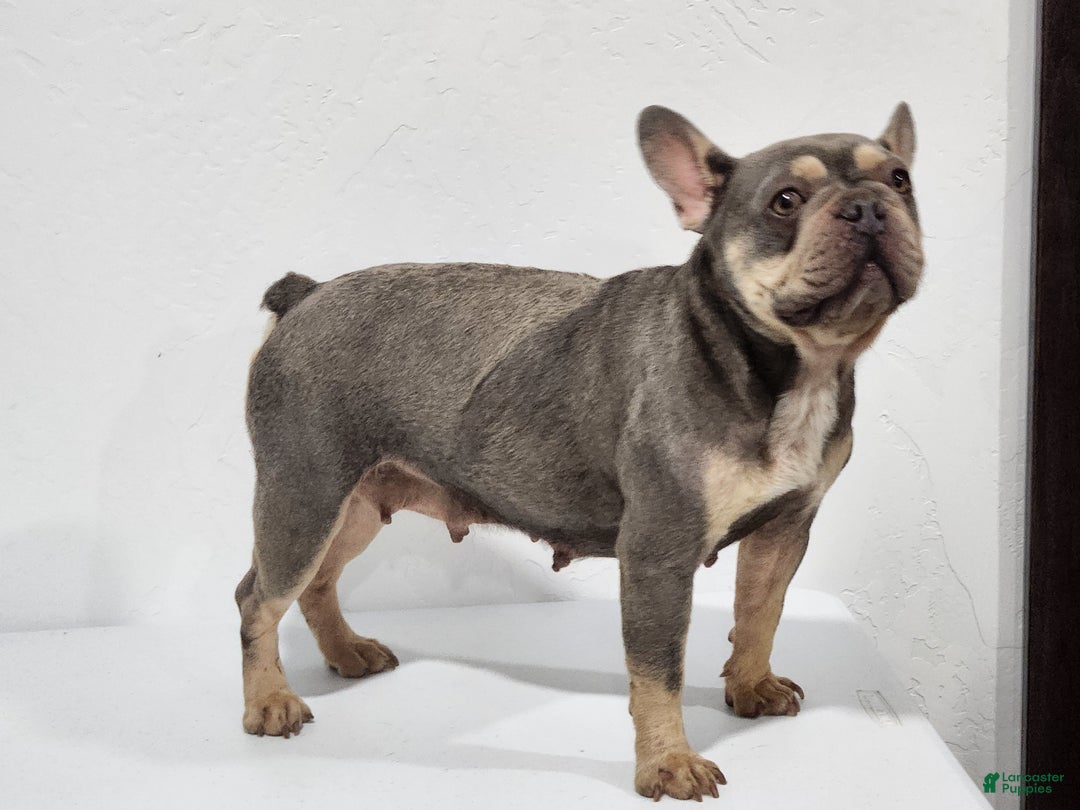 French Bulldog dogs for sale: Denver - Ad 4