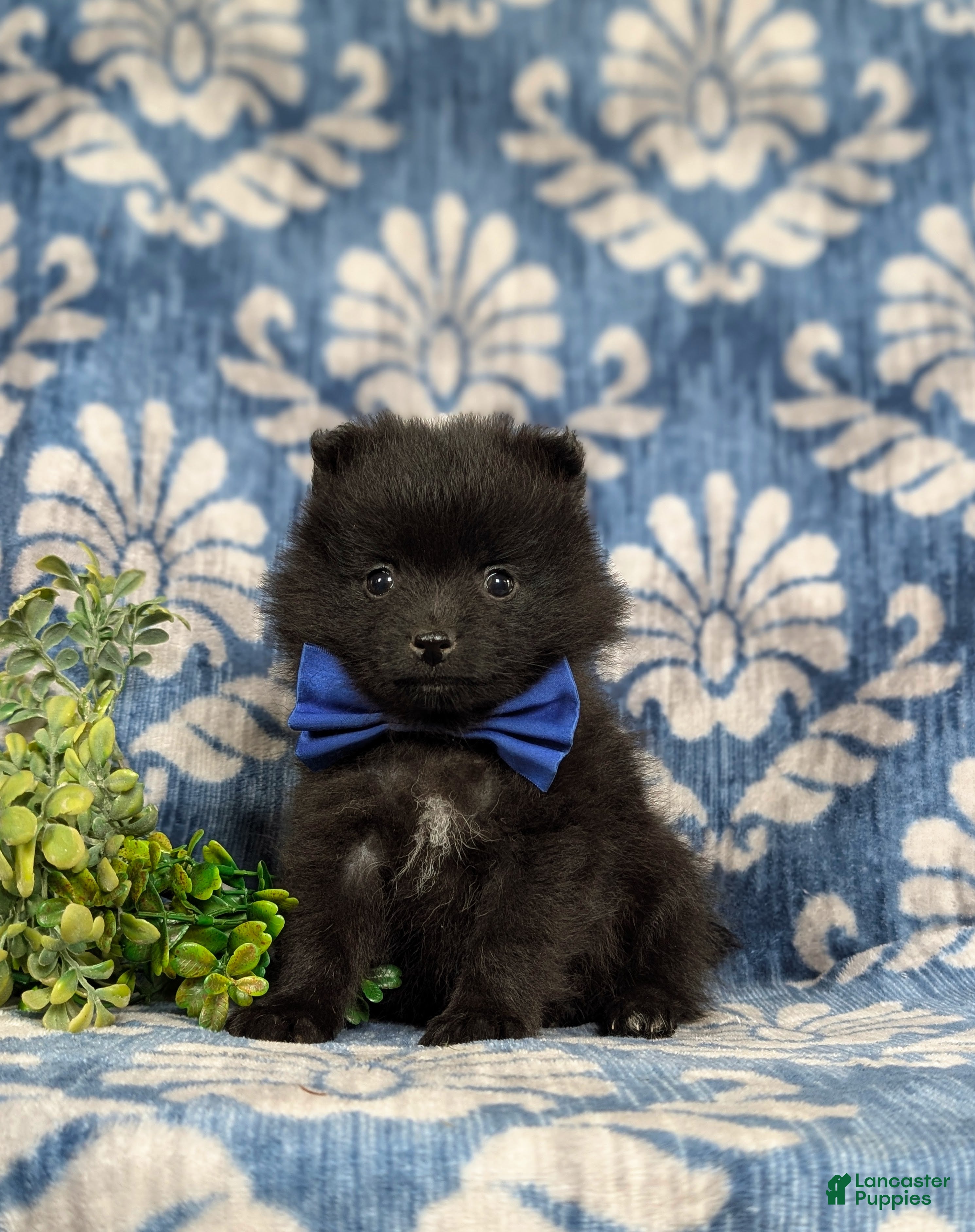Pomeranian dogs for sale: Malik 9 lbs Full Grown - Ad 2
