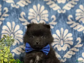 Pomeranian dogs for sale: Malik 9 lbs Full Grown - Ad 2