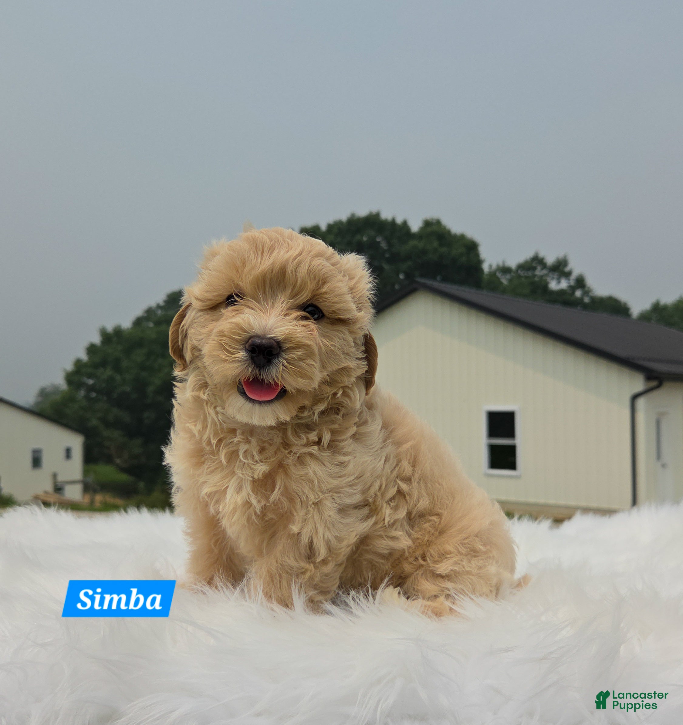 Maltipoo dogs Simba - Ad 2