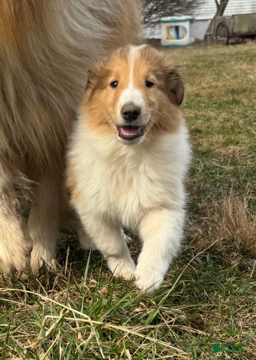 Collie dogs for sale: Willow - Ad 3