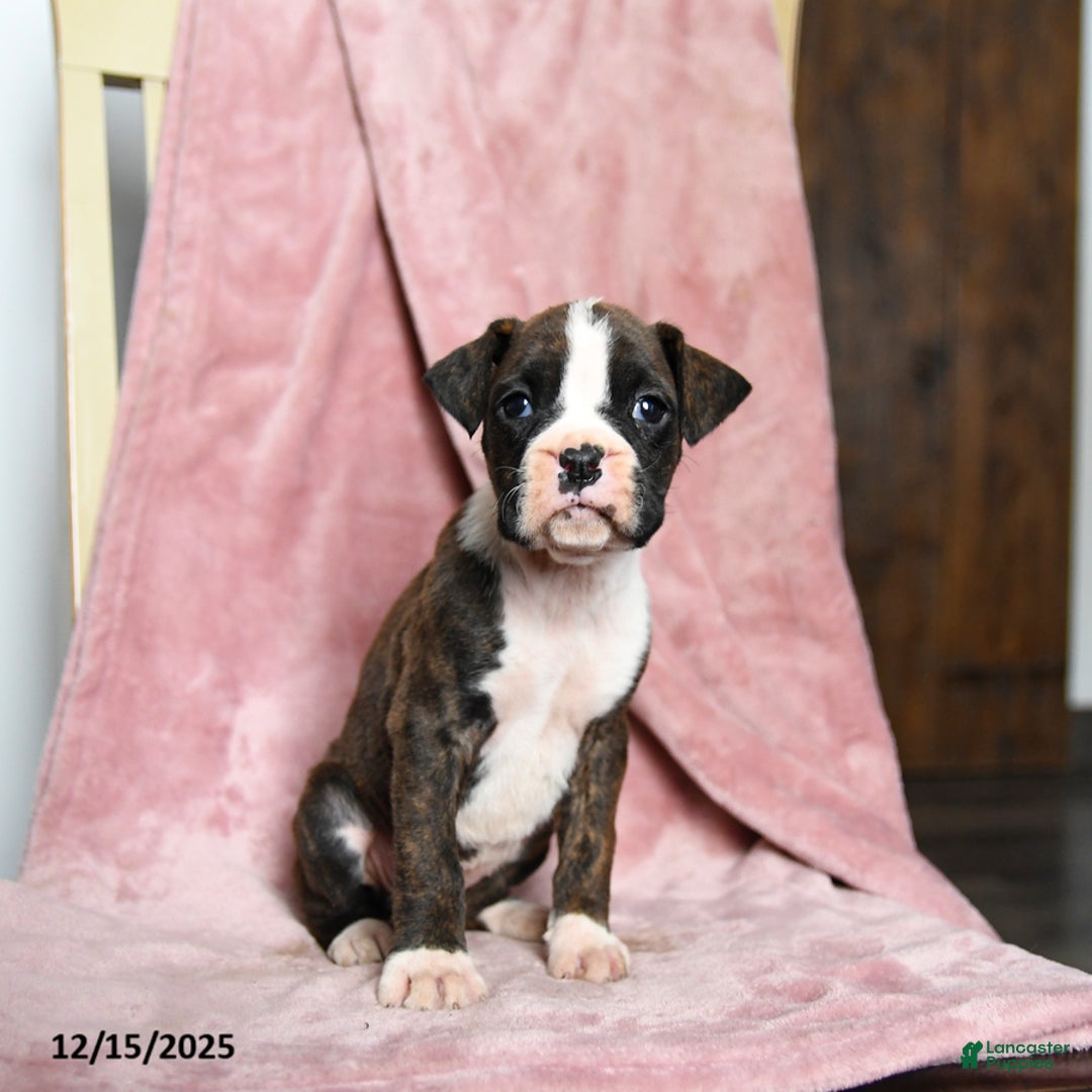 Boxer dogs for sale: Lindsey - Ad 3