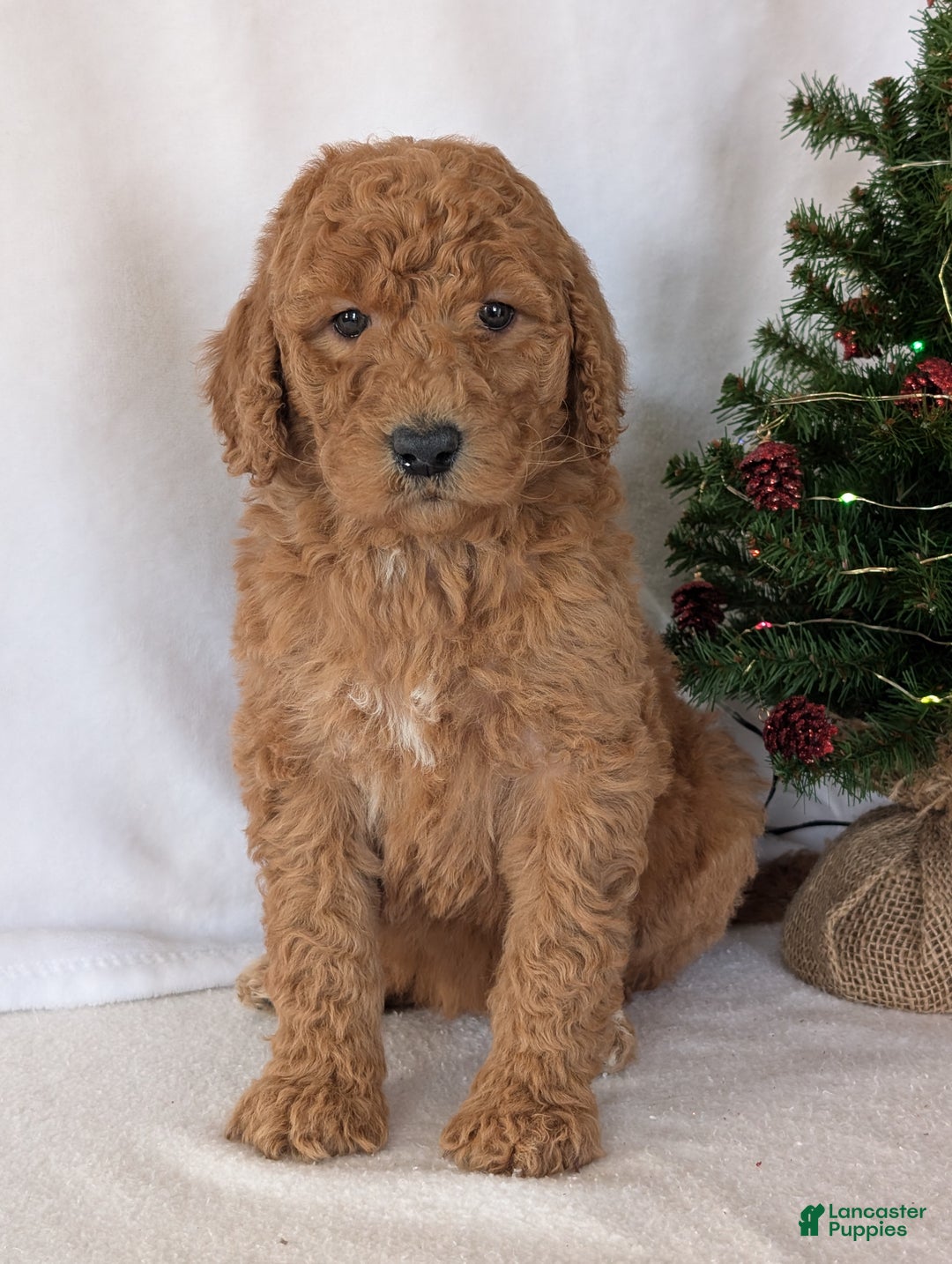 Goldendoodle dogs for sale: Miss Daisy  - Ad 13