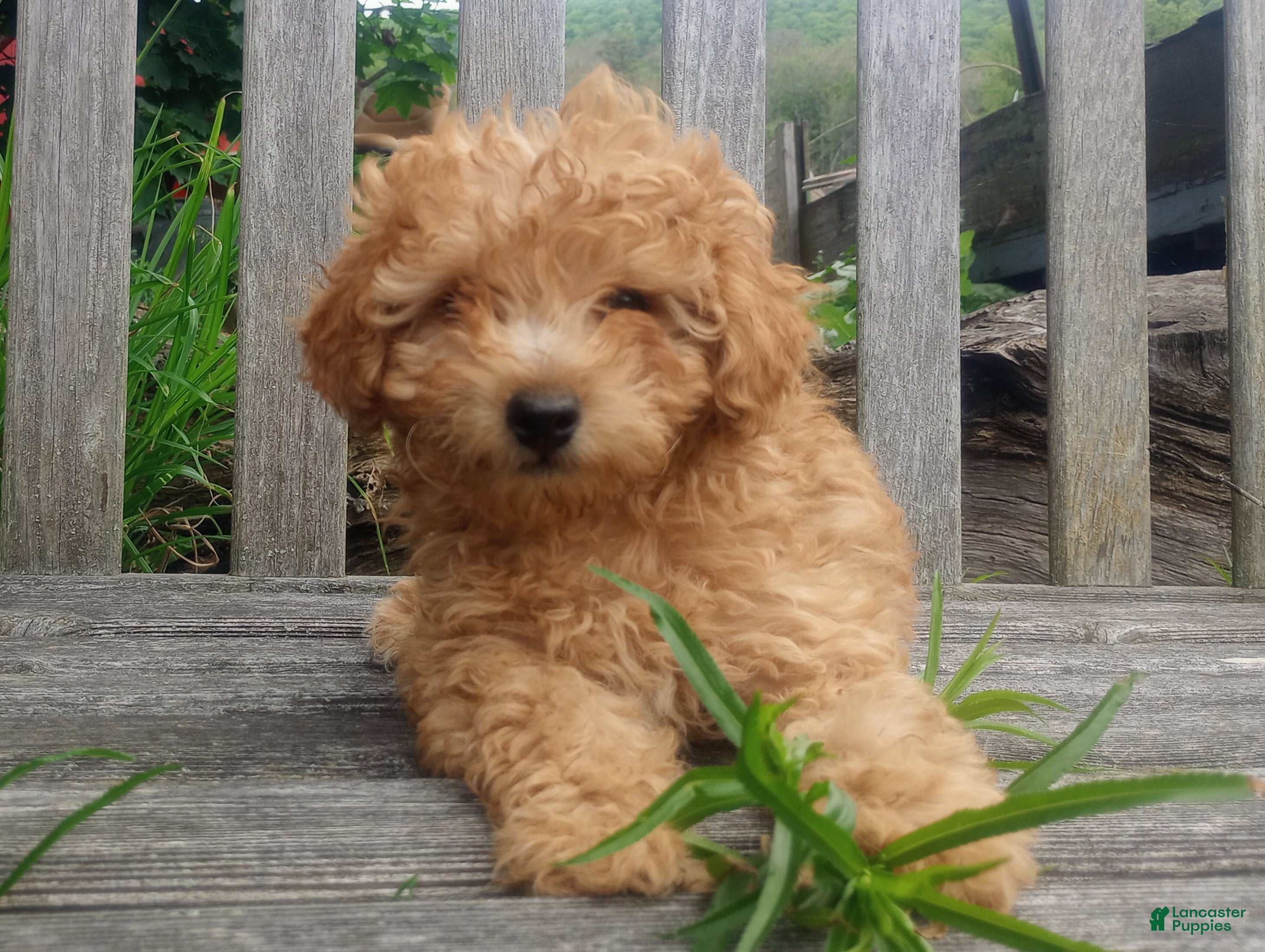 Toy Poodle dogs Muddy Paws - Ad 1