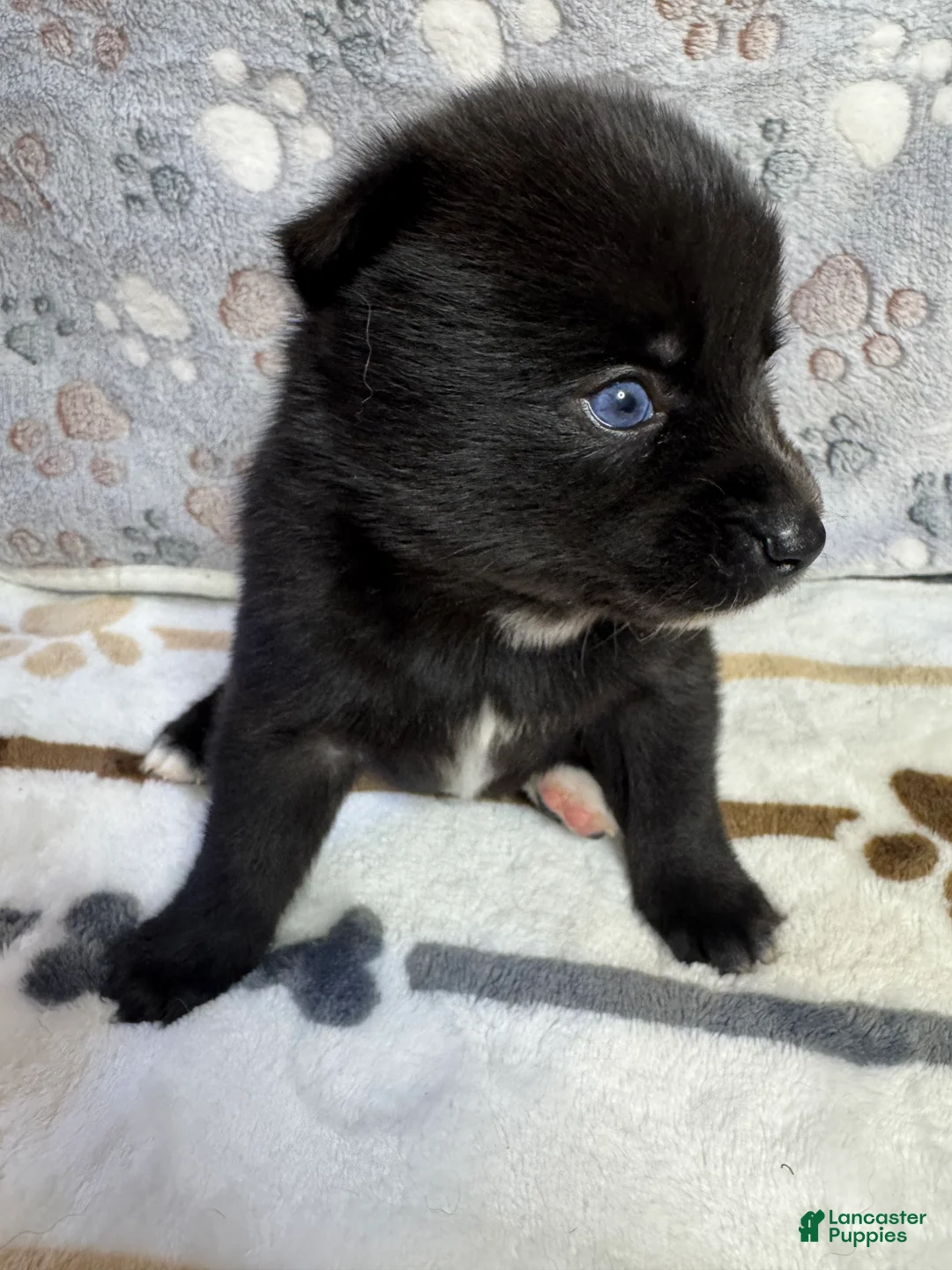 Pomsky dogs for sale: D2  - Ad 2