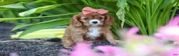 Cavalier King Charles Spaniel dogs for sale: Minnie - Ad 8