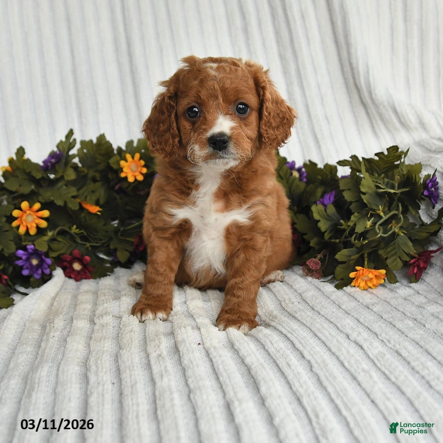 Mixed Breed dogs Petunia - Ad 1