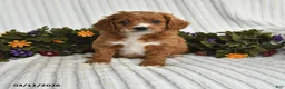 Mixed Breed dogs for sale: Petunia - Ad 1