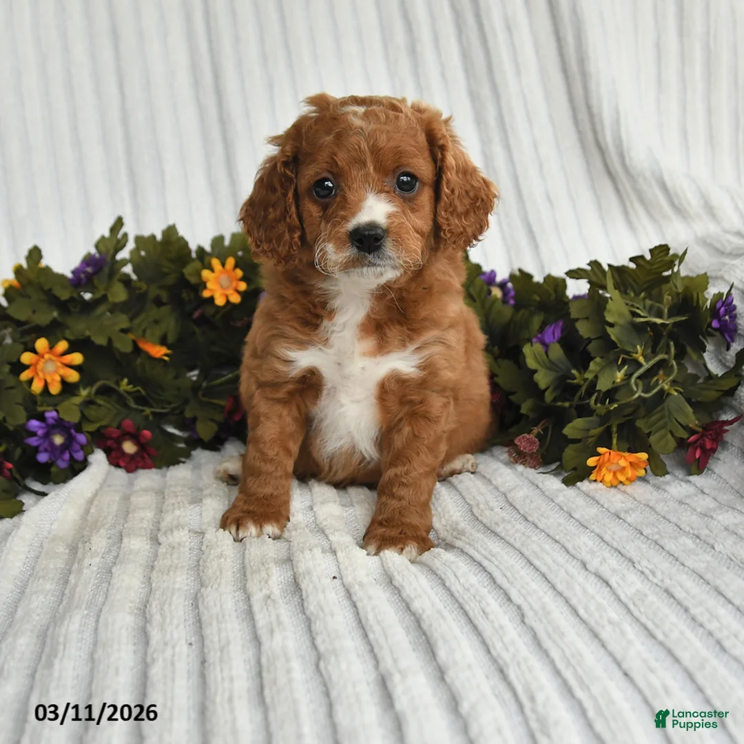 Mixed Breed dogs for sale: Petunia - Ad 1