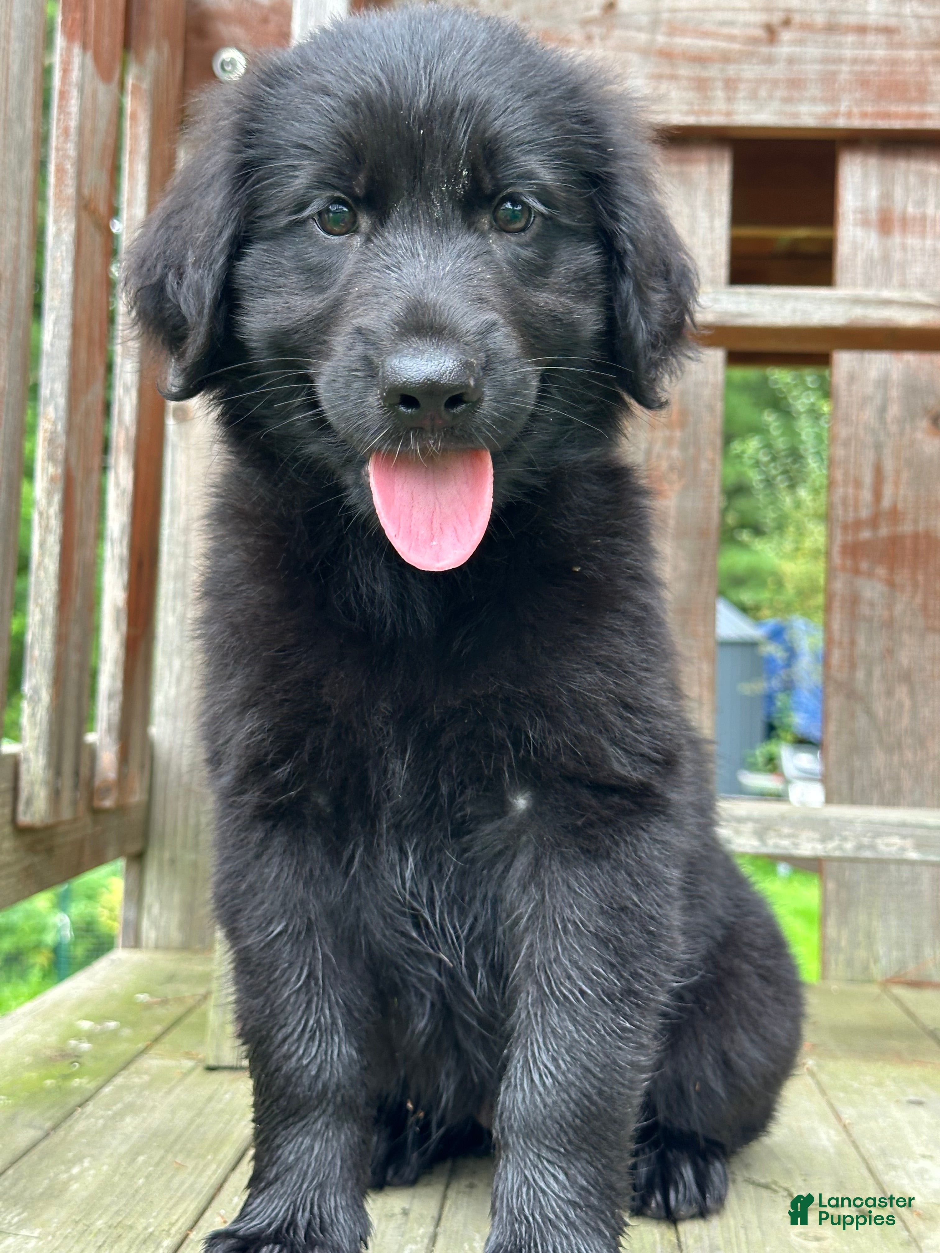 Golden Shepherd dogs Goldie - Ad 1
