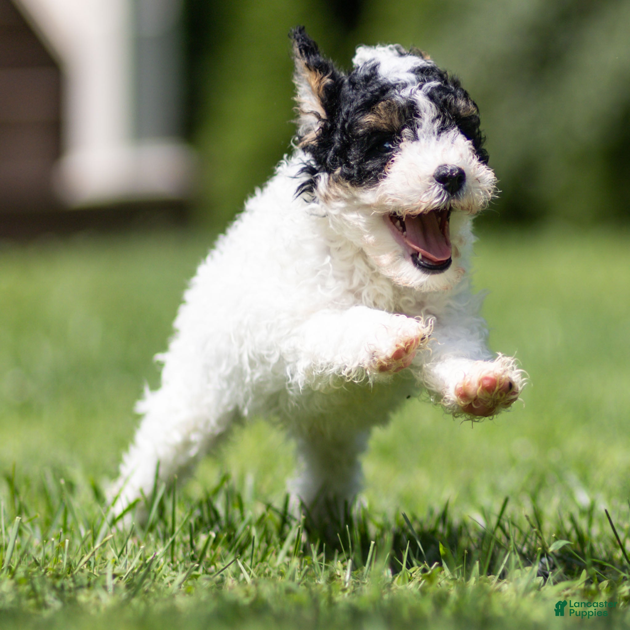 Miniature Poodle dogs Spike Miniature Poodle  - Ad 2