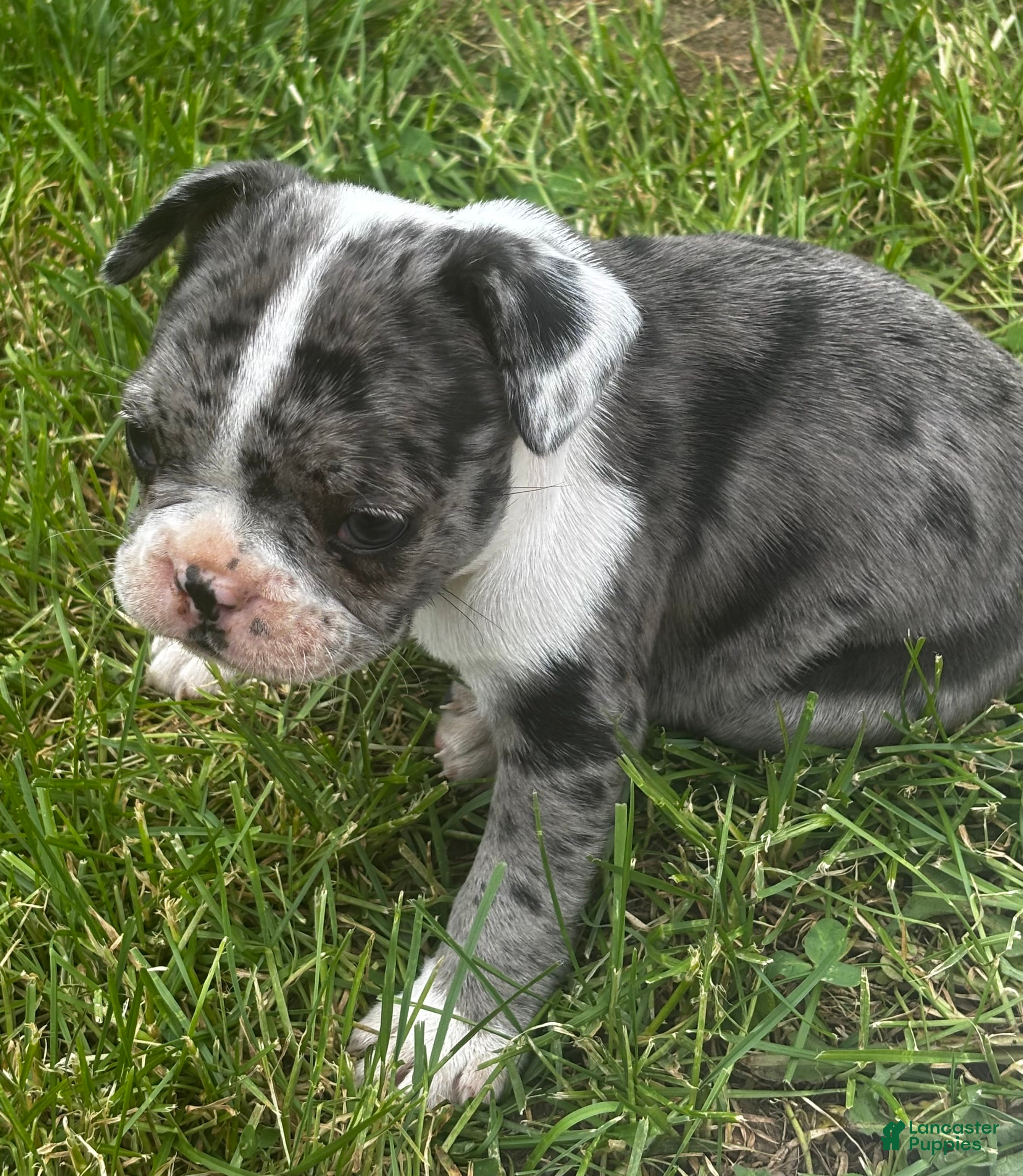 Mixed Breed dogs Willy - Ad 7