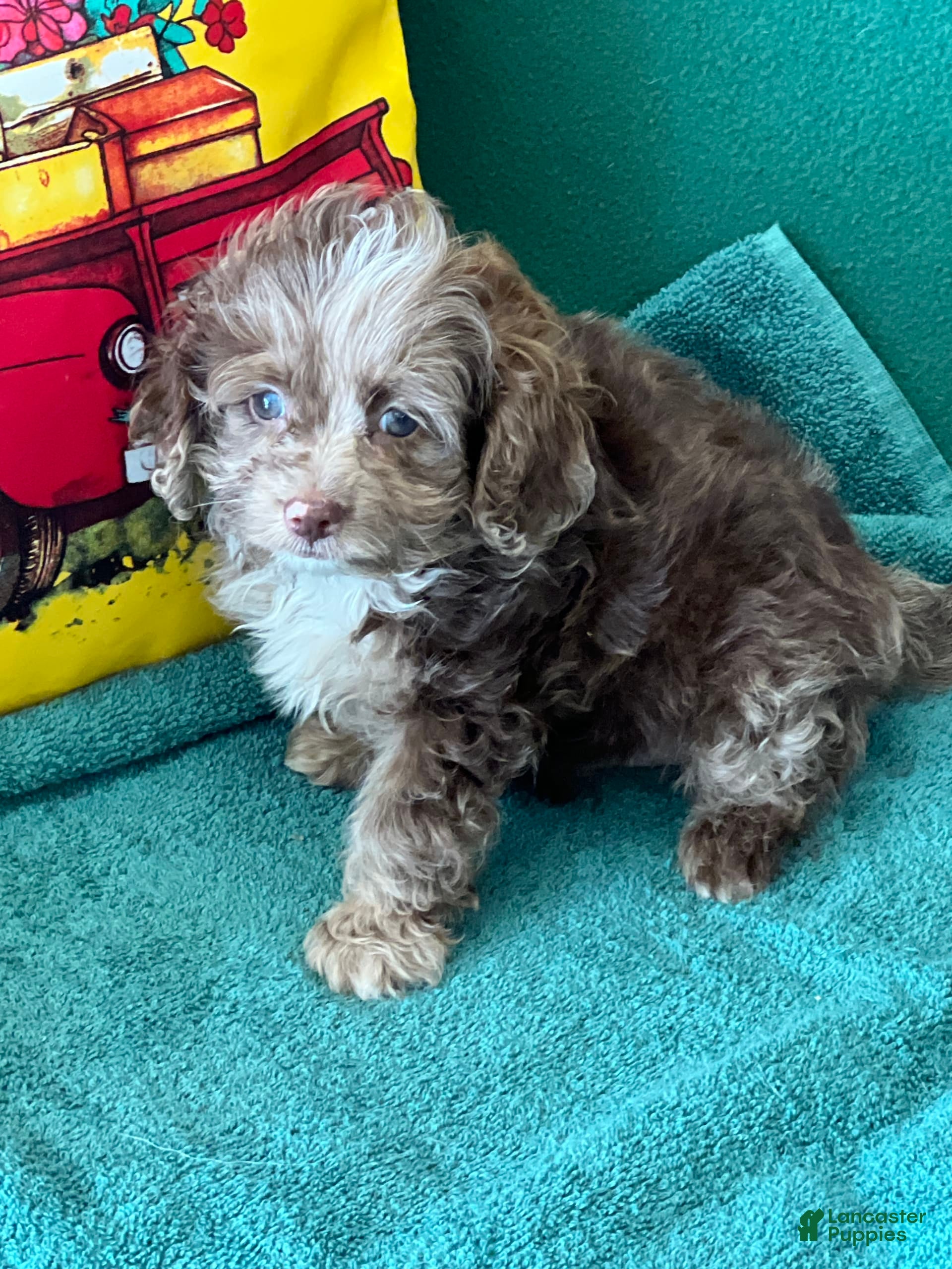 Adult Cockapoo Size Find A Cockapoo Adult Cockapoo Puppies For