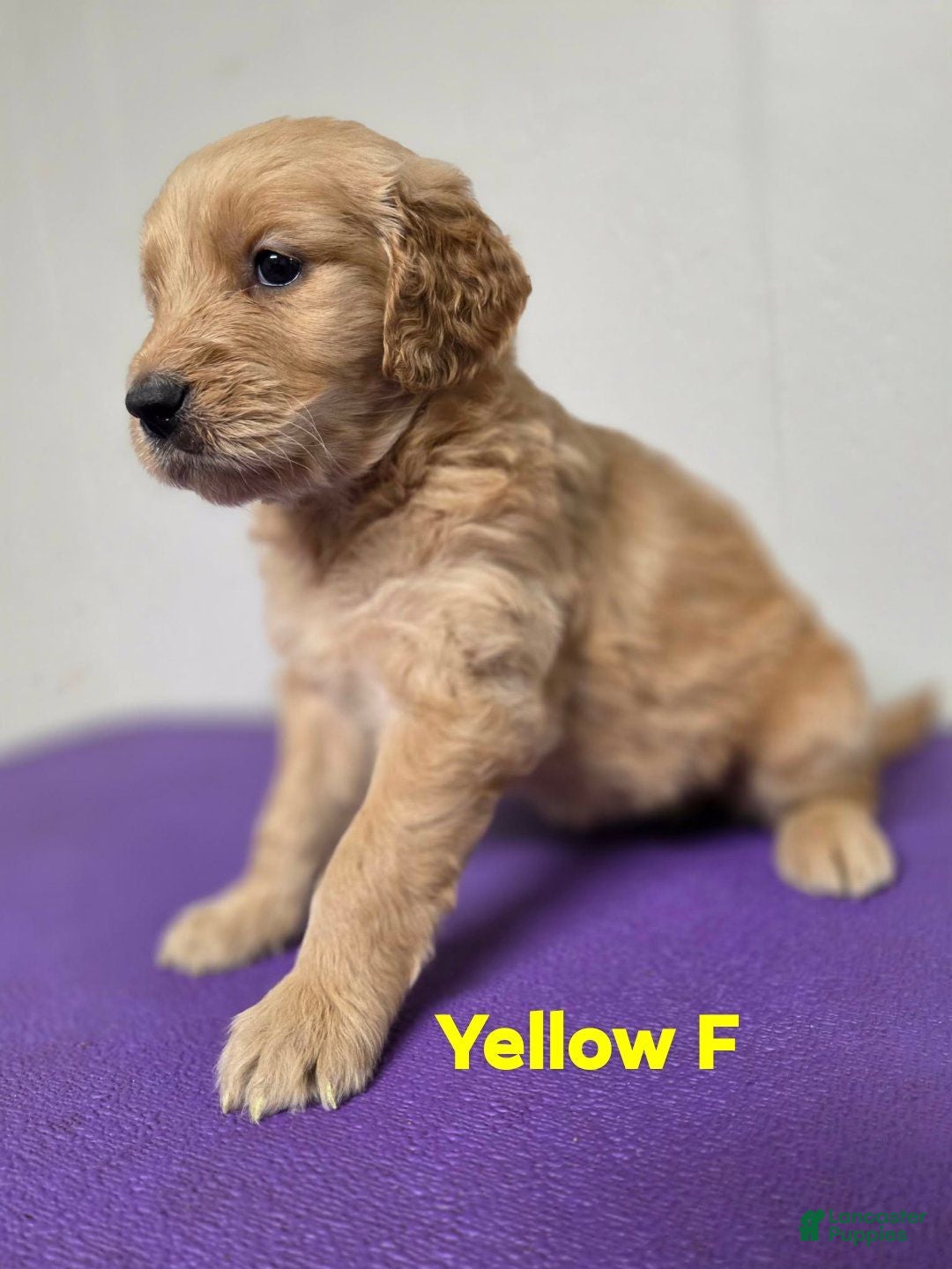 Goldendoodle dogs Goldendoodle 5 - Ad 33