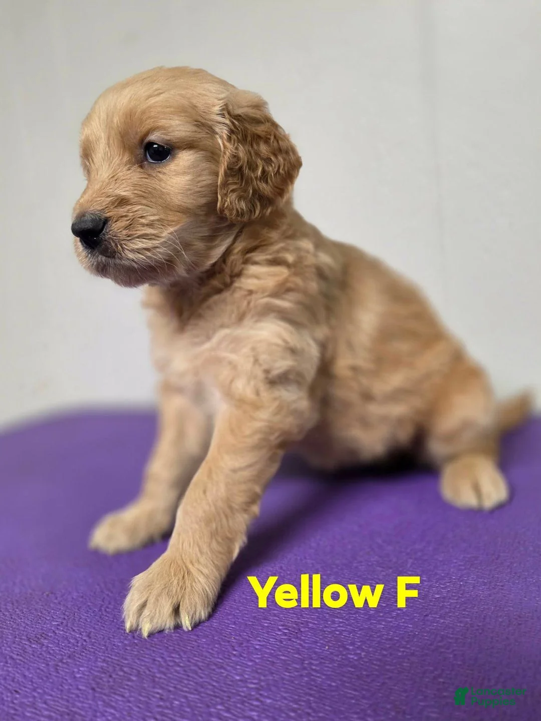 Goldendoodle dogs for sale: Goldendoodle 5 - Ad 1