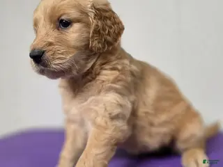 Goldendoodle dogs Goldendoodle Yellow Female - Ad 20