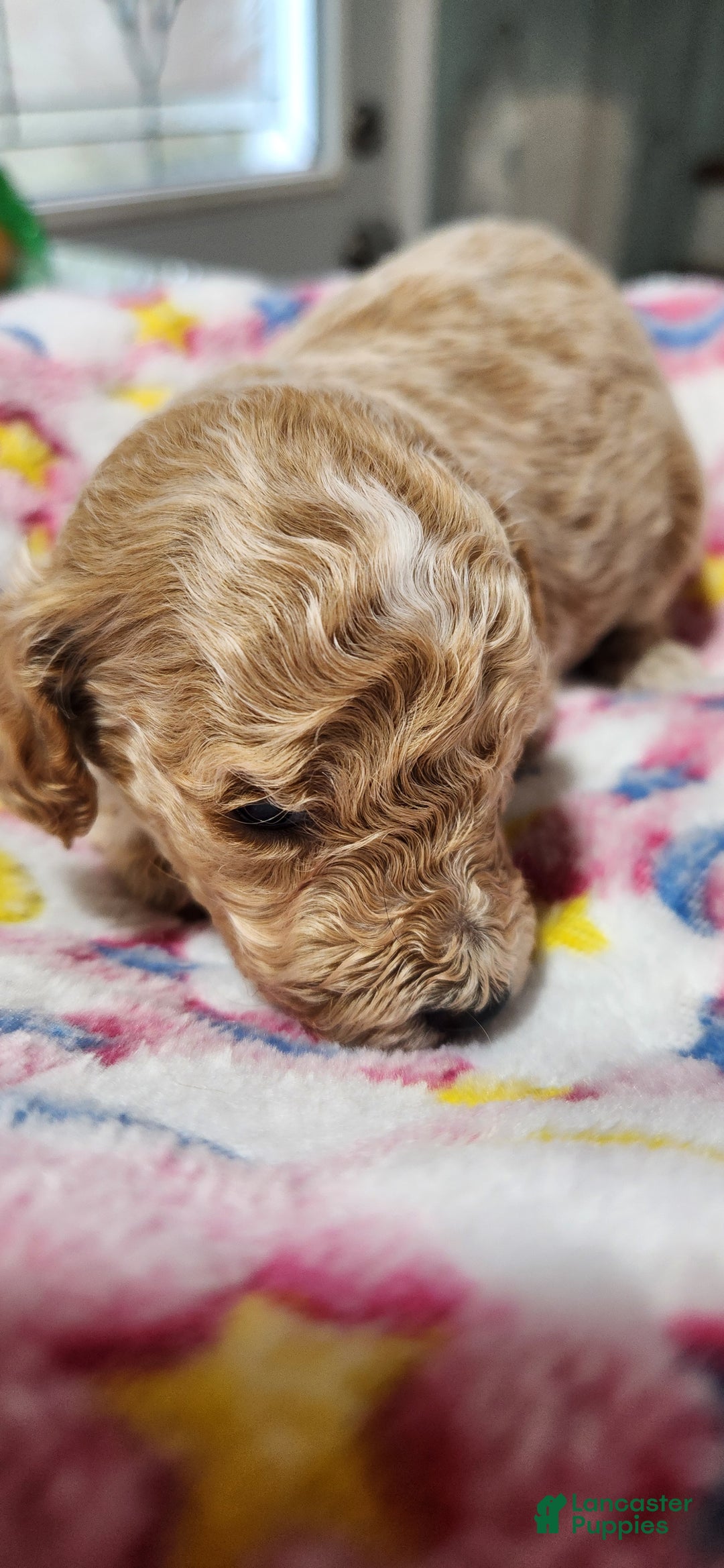 Mini Goldendoodle dogs for sale: Mini Goldendoodle Puppy 4 - Ad 4