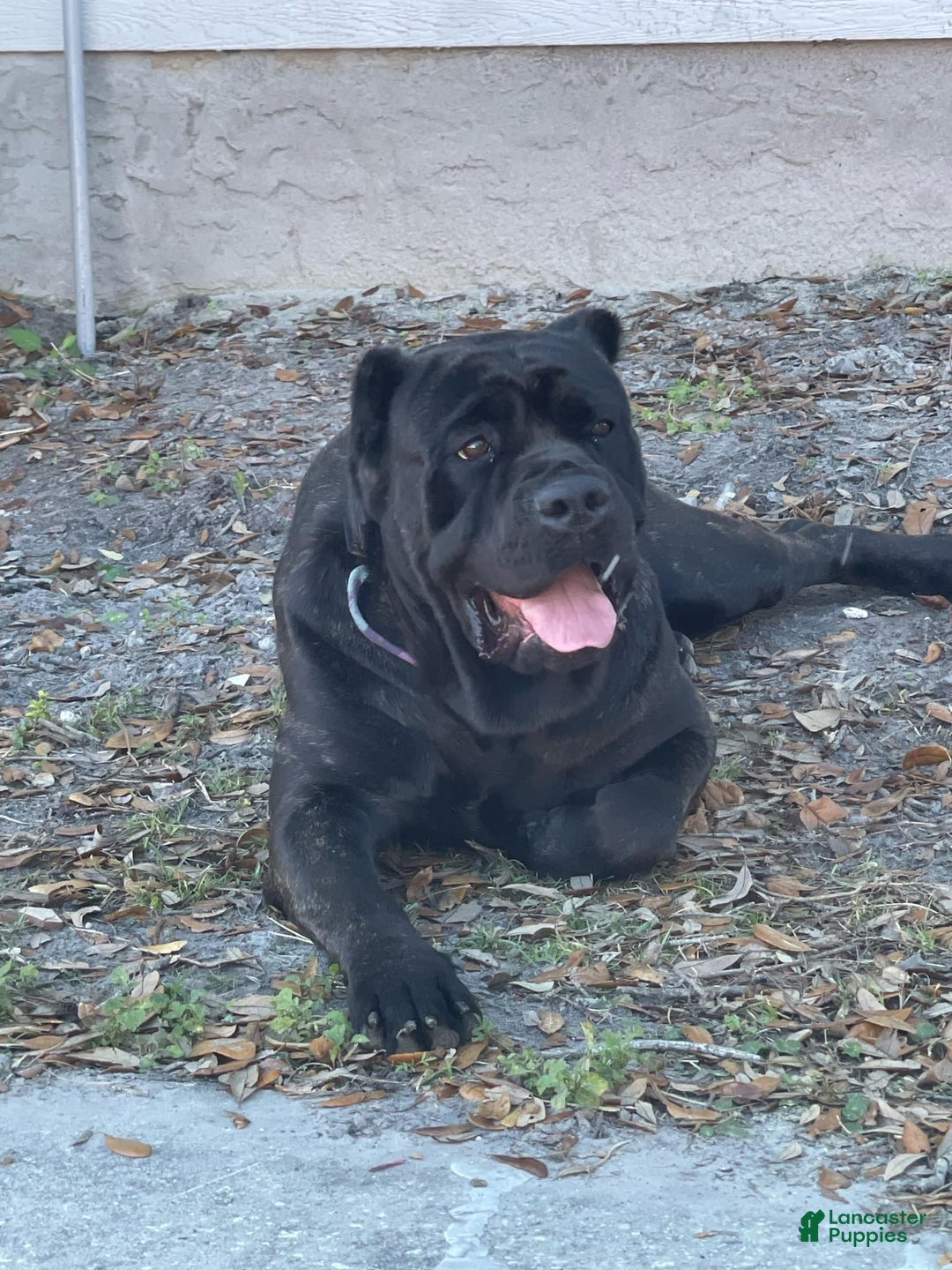 Cane Corso dogs for sale: Pluto - Male - Ad 9