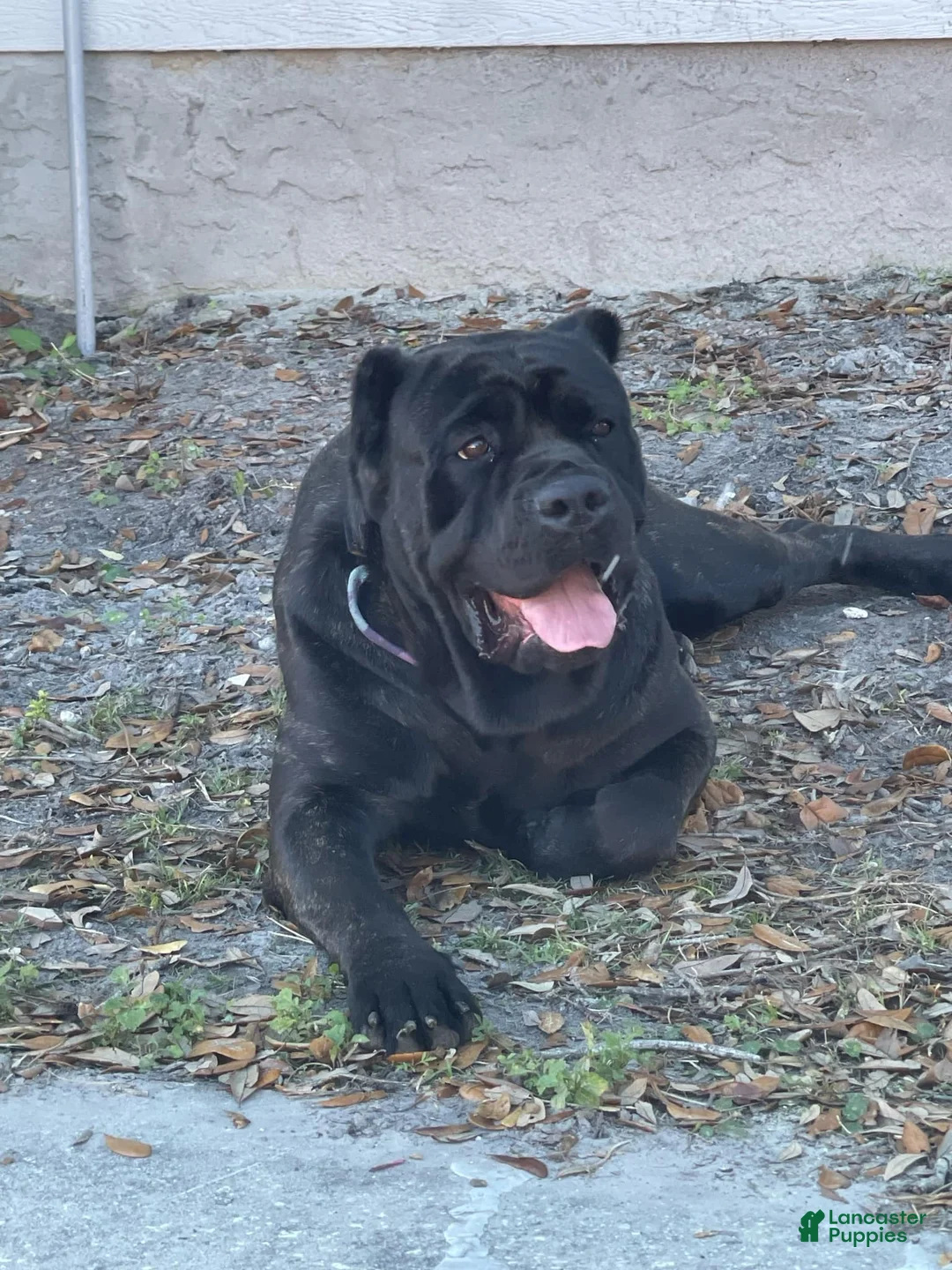 Cane Corso dogs for sale: Neptune - Female  - Ad 9