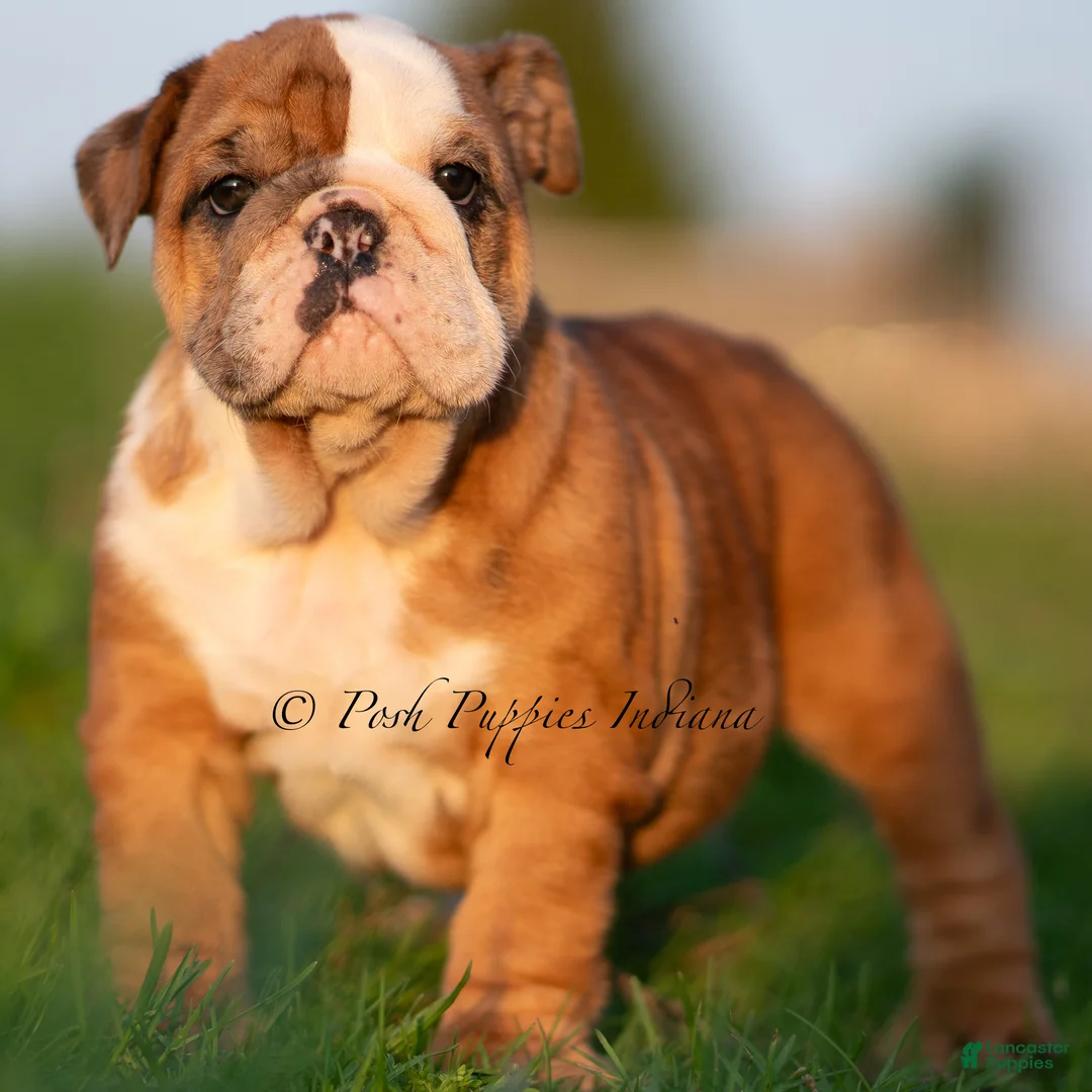 English Bulldog dogs for sale: Roxky AKC - Ad 1