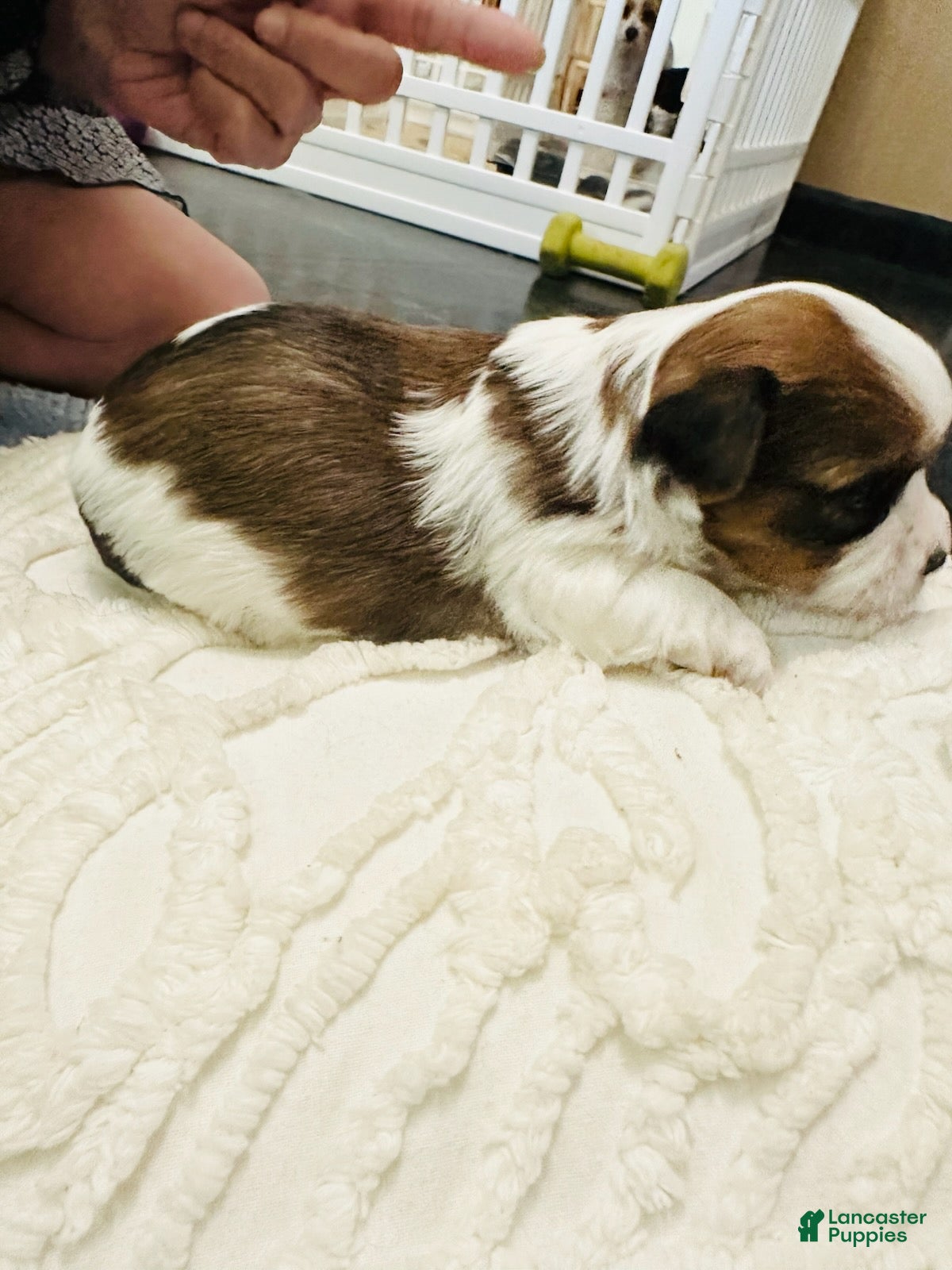 Mixed Breed dogs Boy 1 - Ad 1