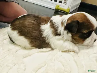 Mixed Breed dogs for sale: Boy 1 - Ad 2