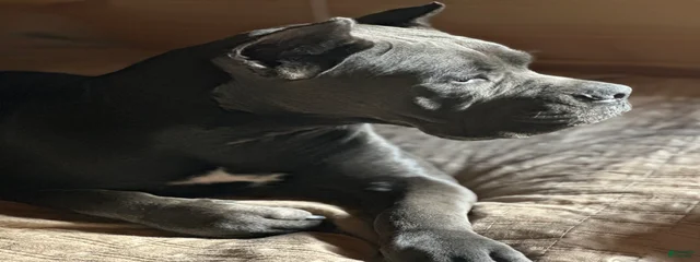 Chevelle