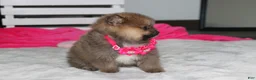 Pomeranian dogs for sale: Zara - Ad 15