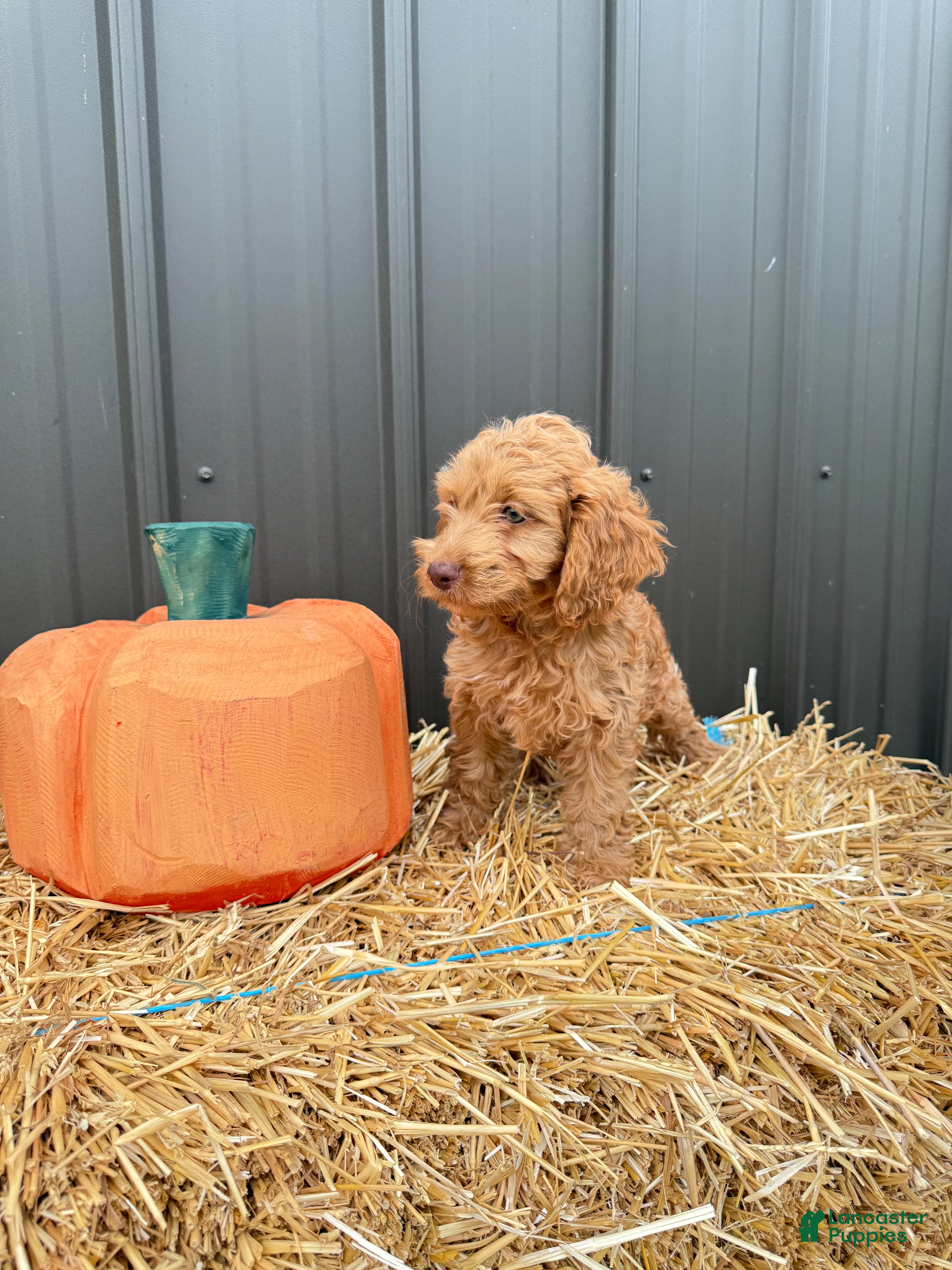 Cockapoo dogs Bruno - Ad 1