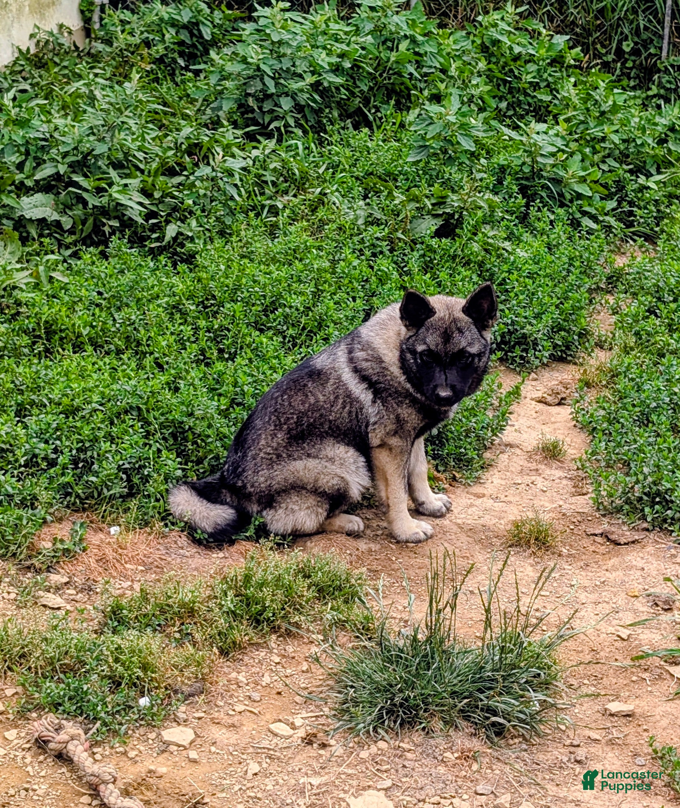 Norwegian Elkhound dogs TURQUOISE COLLAR  - Ad 2