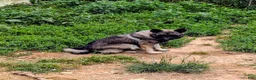 Norwegian Elkhound dogs for sale: TURQUOISE COLLAR  - Ad 2