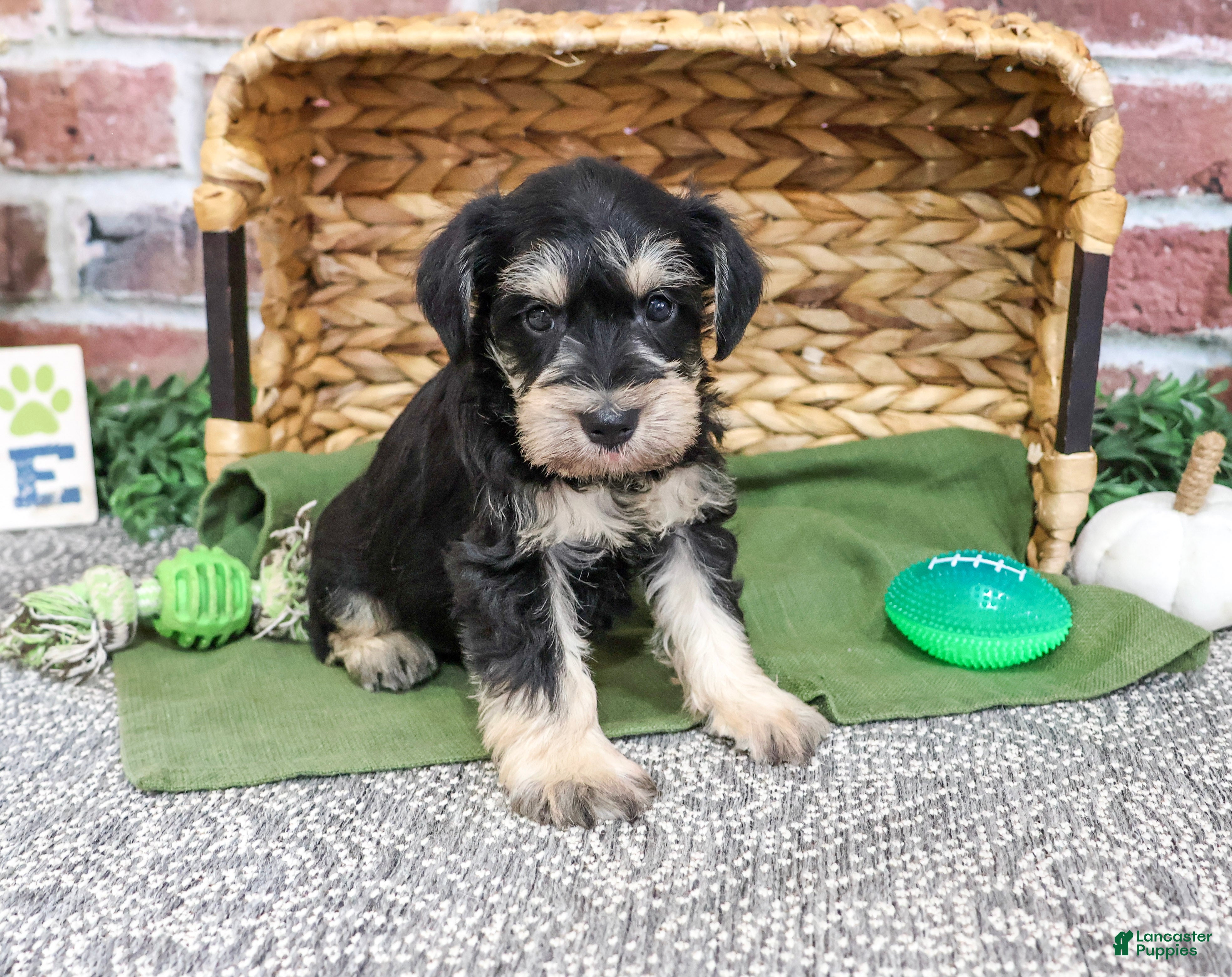Miniature Schnauzer dogs for sale: Elijah - Ad 2