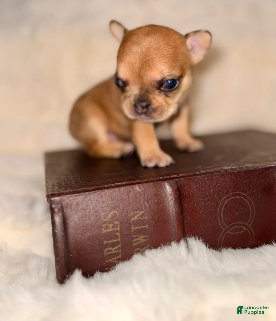 French Bulldog dogs for sale: French Bulldog Puppy 1 - Ad 3