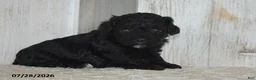Maltipoo dogs for sale: Piper - Ad 3