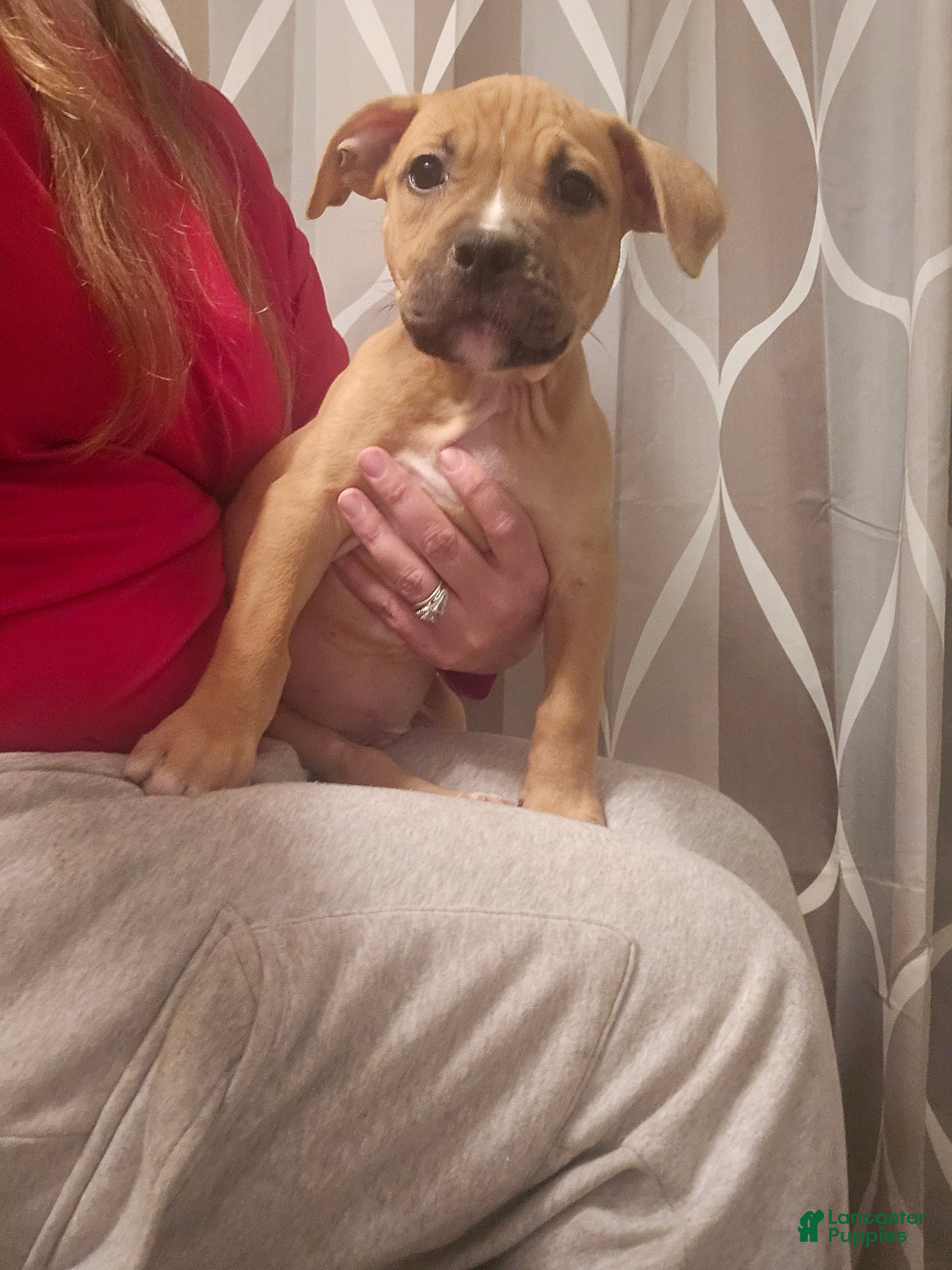 American Pit Bull Terrier dogs American Pit Bull Terrier - Ad 35