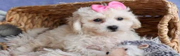 Bichpoo dogs for sale: NANCY - Ad 12
