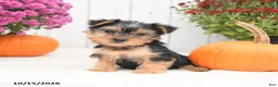 Yorkshire Terrier dogs for sale: Heidi - Ad 4