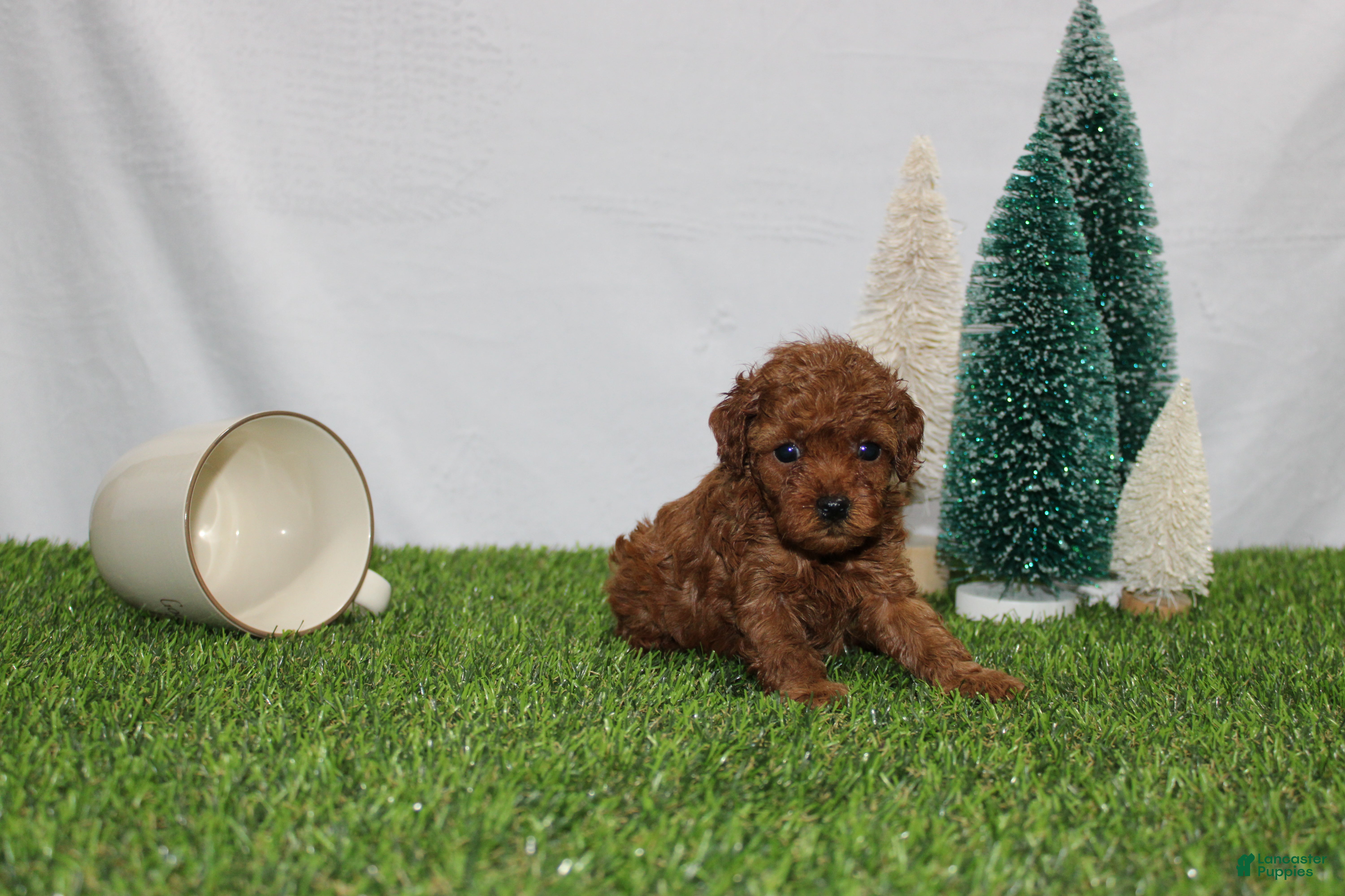Toy Poodle dogs Annie - Ad 42