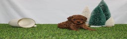 Toy Poodle dogs for sale: Annie - Ad 1