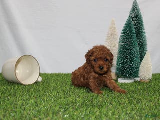 Toy Poodle dogs Annie - Ad 42