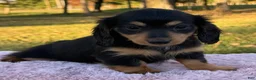 Miniature Dachshund dogs for sale: Emmy - Ad 12