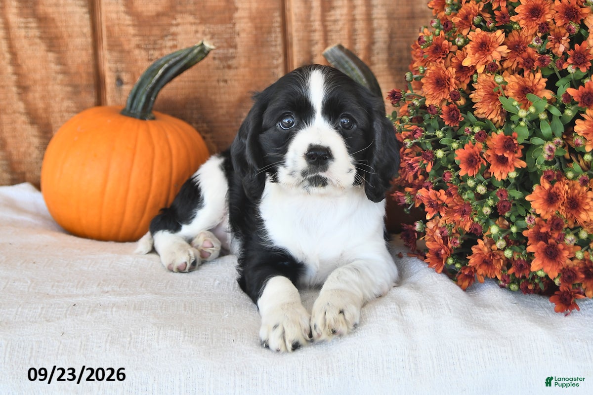 English Cocker Spaniel dogs Keisha - Ad 2