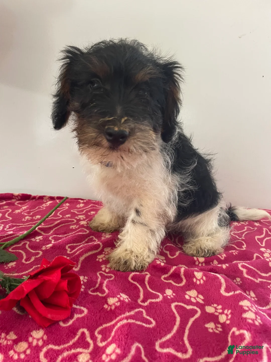 Jackapoo dogs for sale: Jack - Ad 1