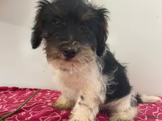 Jackapoo dogs Jack - Ad 2